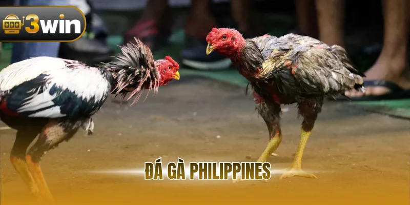 Đá Gà Philippines - Cập Nhật Full Các Trận Đấu Kịch Tính